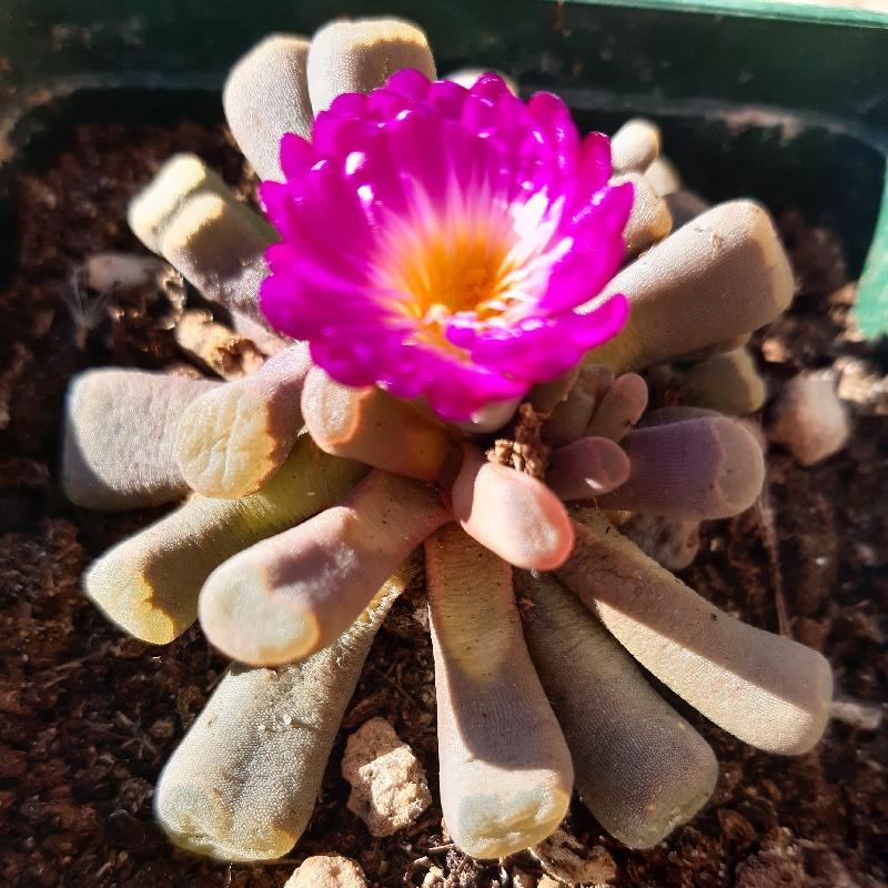 Frithia pulchra .jpg